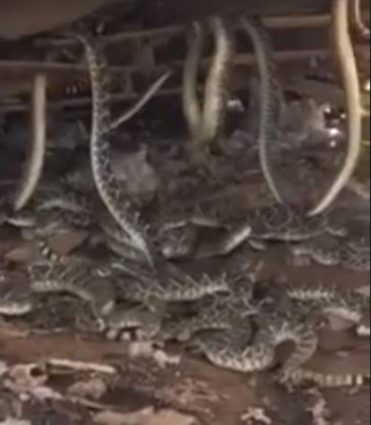 Bobby Cowan and his friends were able to relocate 36 of these rattlesnakes, he says, but several others got away.