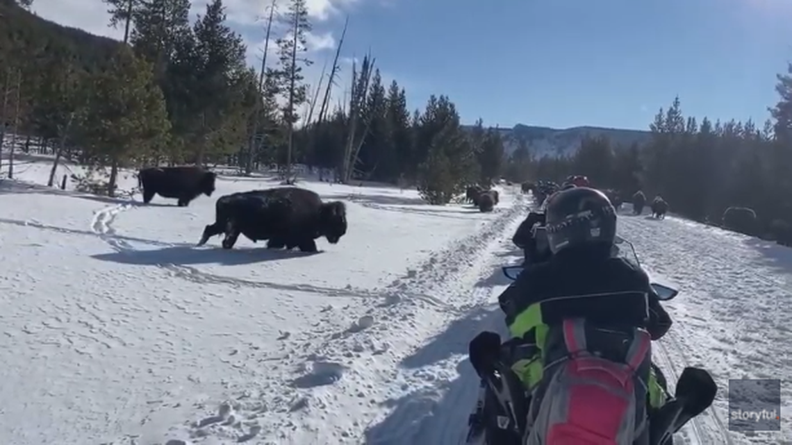 A Yellowstone tourist group came within feet of a bison herd, video shows.