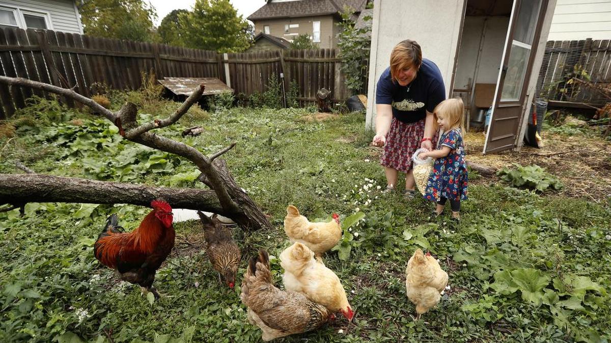 Tanya Keith, of Des Moines, Iowa, and her daughter Iolana feed their chickens in the backyard of their home, in Des Moines. The trend of raising backyard chickens caused a record number of poultry-related salmonella cases, according to the Centers for Disease Control and Prevention.