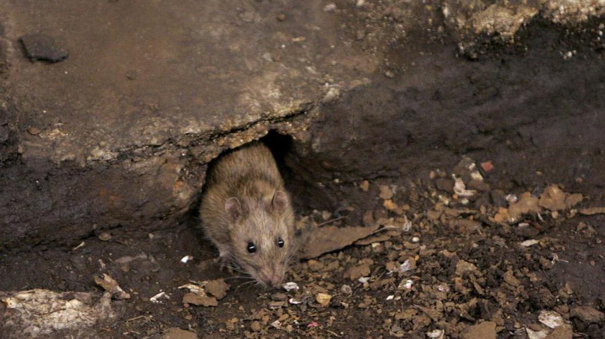 New York City, home of this particular creature, was second on Orkin’s annual list of rattiest cities.