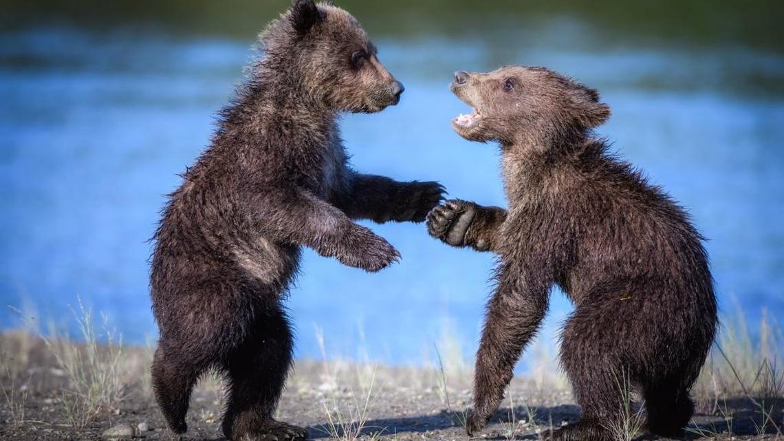 A pair of grizzly bear cubs play in Lake Clark National Park & Preserve, in Port Alsworth, Alaska, in 2016. Congress is considering legislation that would allow hunting of bears in their dens, including cubs, in Alaska’s national preserves, by prohibiting the National Parks Service from restricting such practices.