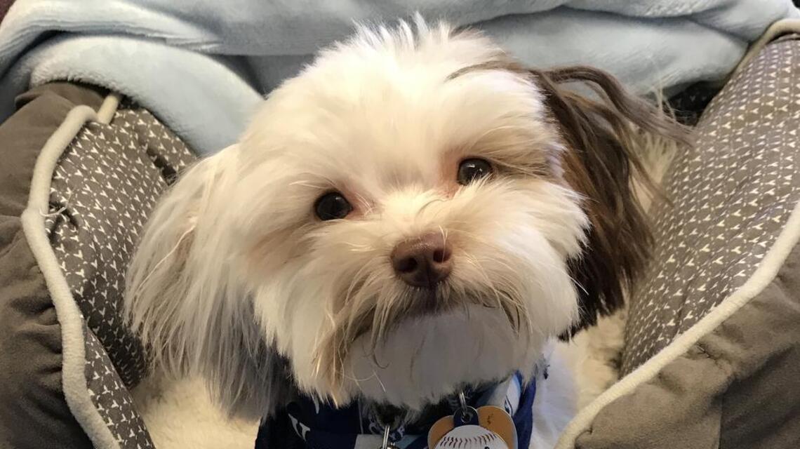 Here’s how to talk to dogs if you want them to bond with you, study says