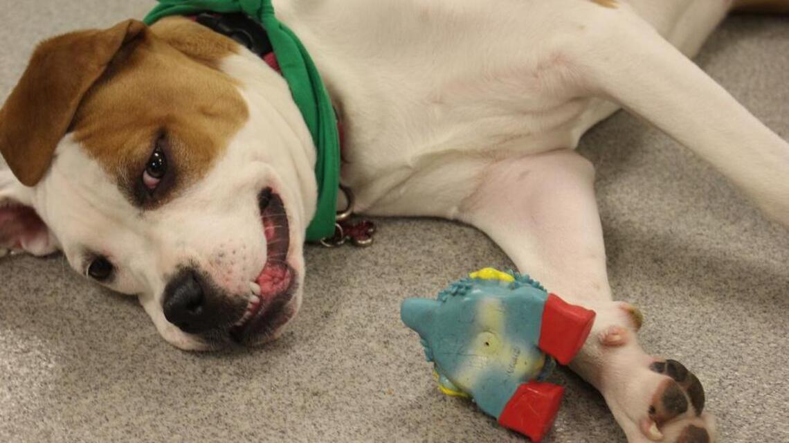 Puddin’ Pop is the new Puppy Bowl all-star | Belleville News-Democrat
