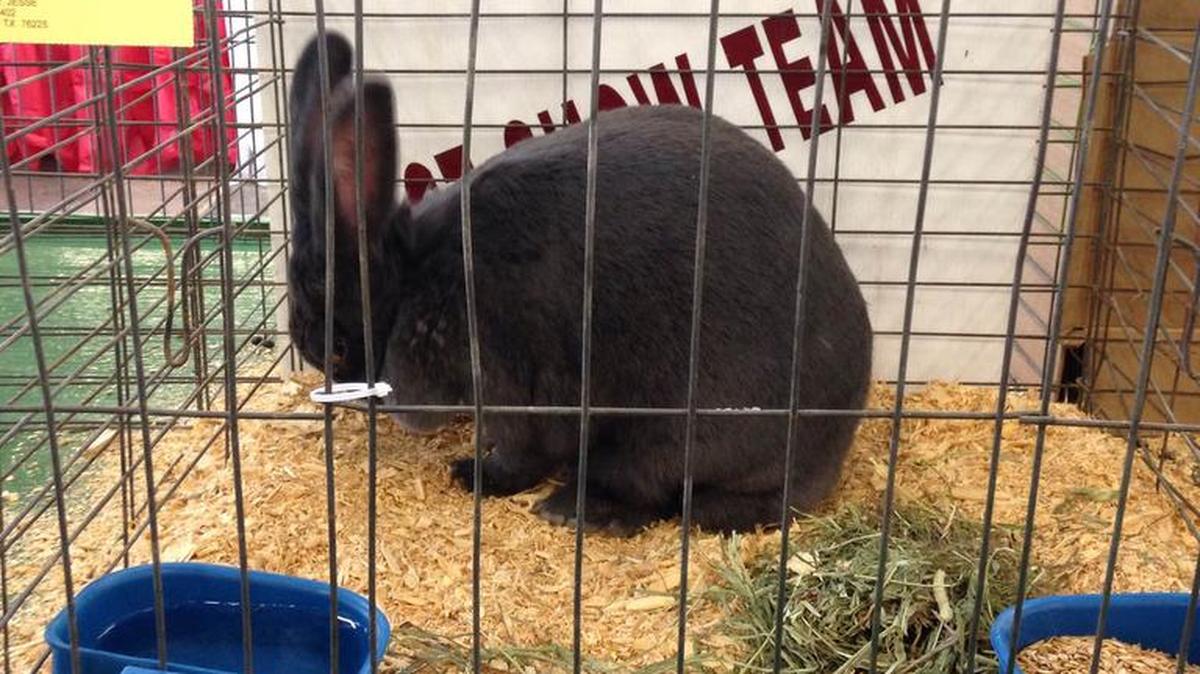 Kynlee Winkleman, 11, of Weatherford said her bunny, "Tater," was stolen at the Fort Worth Stock show sometime between Feb. 5 and 6.