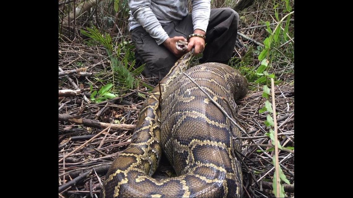 Biologists in southwest Florida found an invasive Burmese python with a large food bulge, and watched as it regurgitated a deer that was larger than the python — the largest prey-to-predator ratio ever documented in the species, according to researchers.
