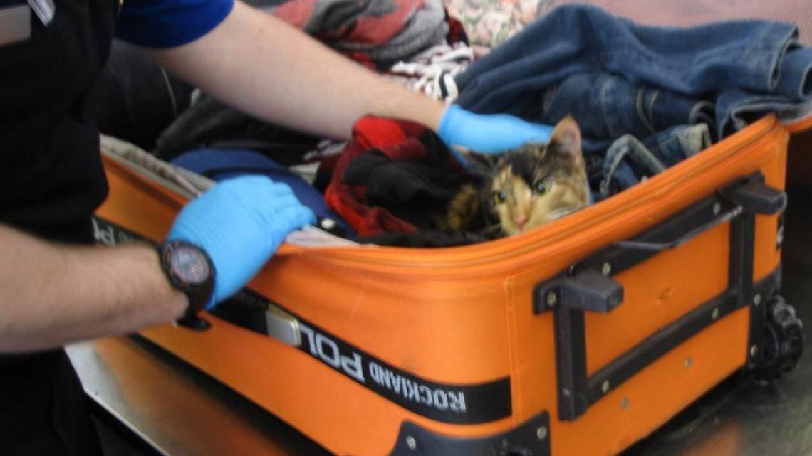 A Florida couple has been charged with animal cruelty for trying to sneak a cat into checked baggage at a Pennsylvania airport.