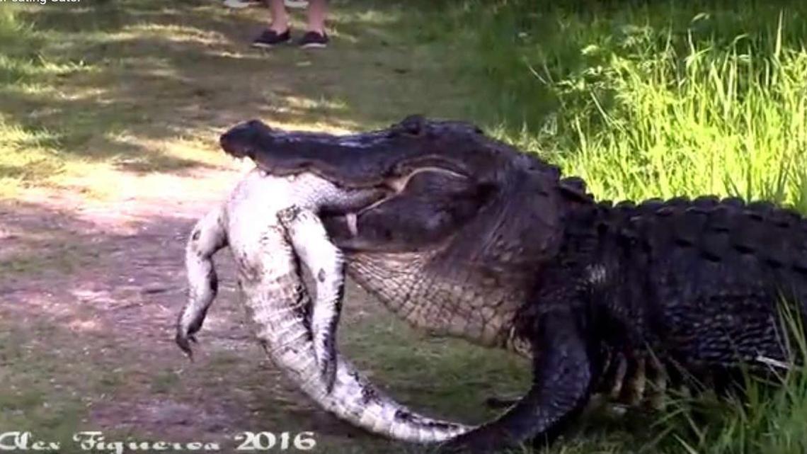 A visitor at the Circle B Bar Reserve captured the footage of a 12-footer eating a smaller gator.