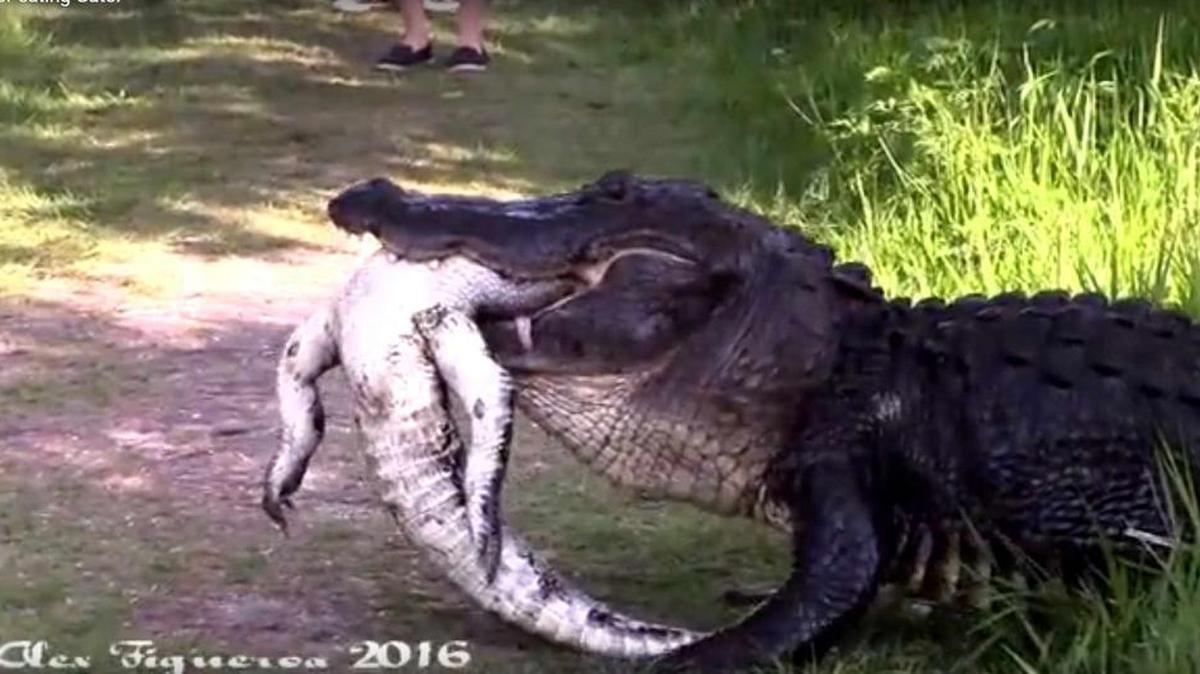 A visitor at the Circle B Bar Reserve captured the footage of a 12-footer eating a smaller gator.