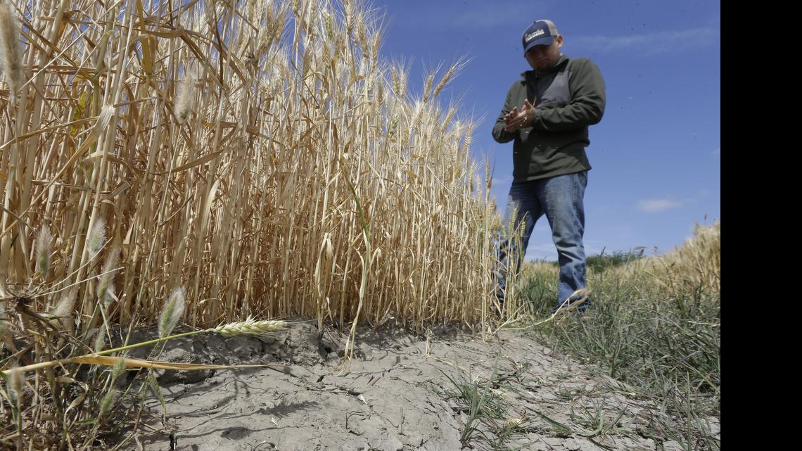 
Gino Celli inspects wheat nearing harvest on his farm near Stockton, Calif., in this May 18, 2015 file photo. An ambitious California water bill will pass a key U.S. House committee this week and soon will sail through the Republican-controlled House of Representatives on a near party-line vote. Then it will crash into the U.S. Senate. 
