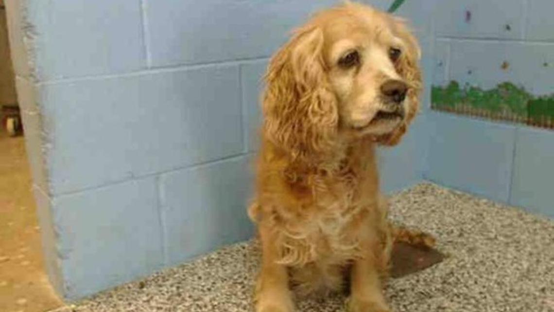 Cookie’s heart-breaking story of how she was dumped for a younger dog was posted by the San Bernardino City Shelter on Jan. 29, 2016. She was promptly taken in by a rescue group, which will place her in a permanent home after her medical needs are addressed.