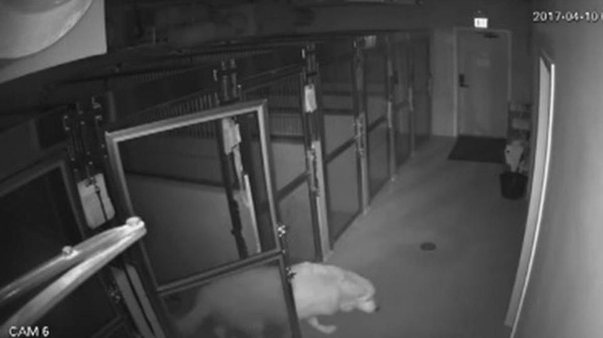 General is shown making his way through the first of at least four closed doors at the Aquia-Garrisonville Animal Hospital in Stafford, Virginia.