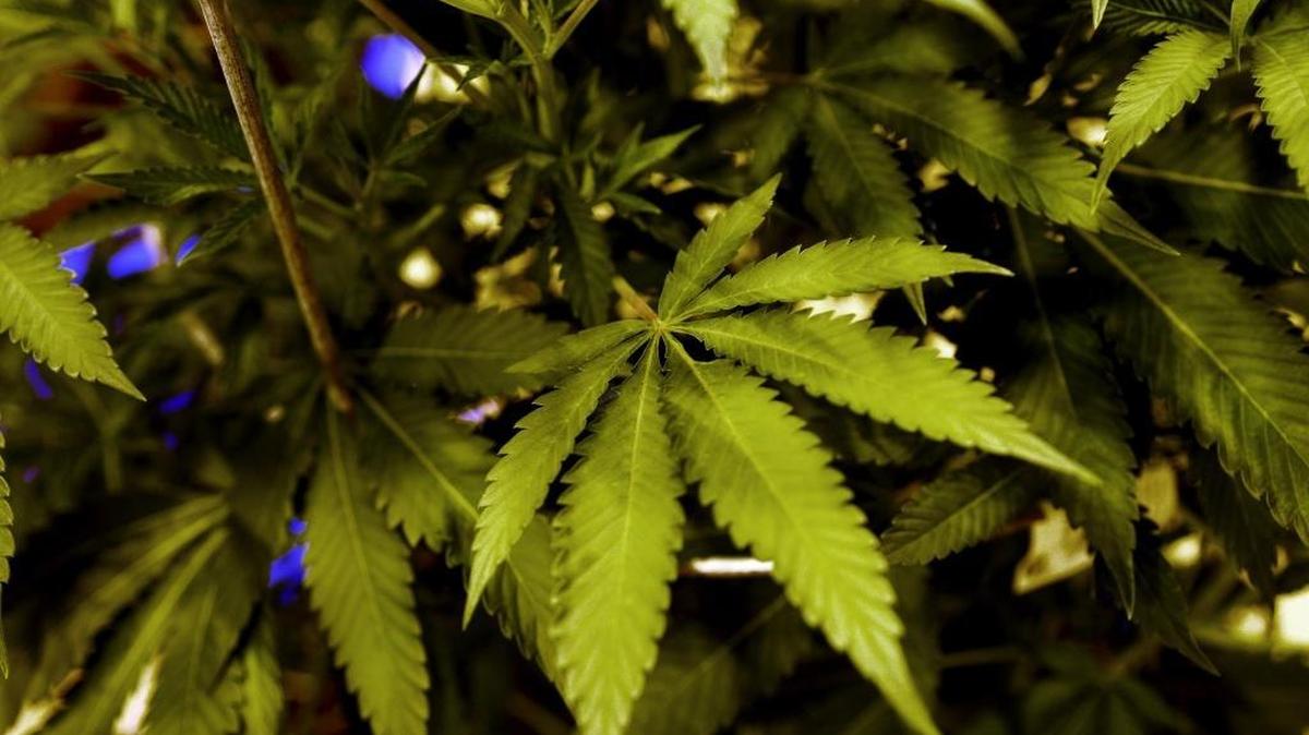 Marijuana plants
