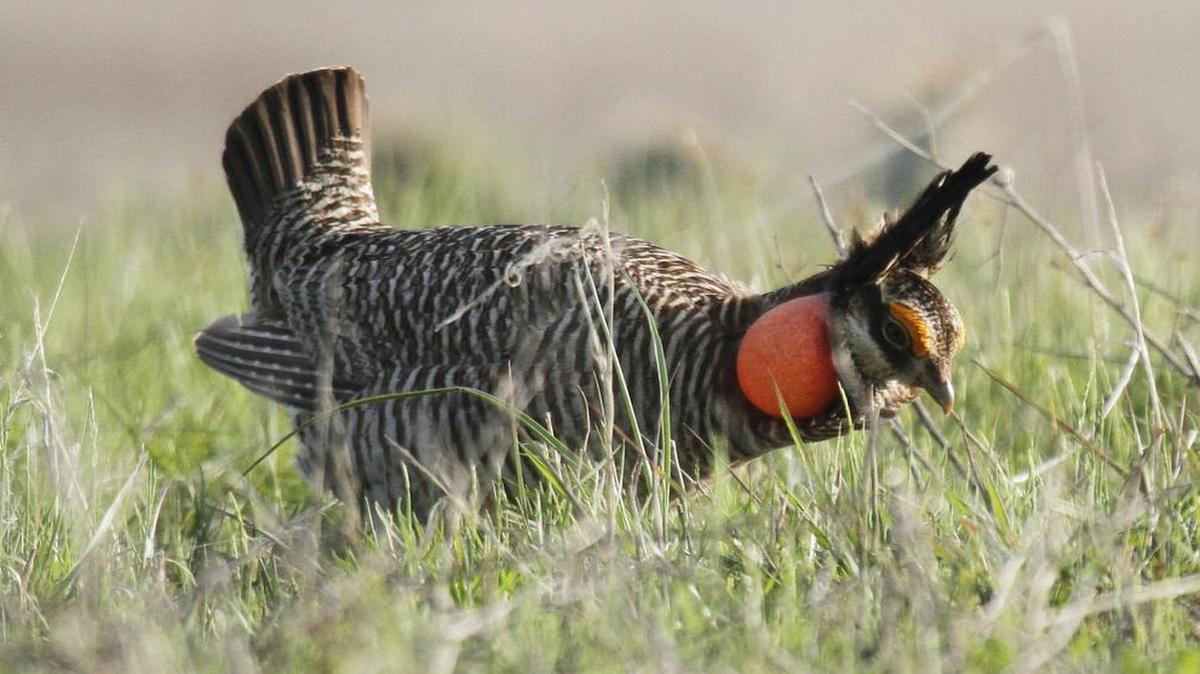 A male lesser prairie chicken. The Obama administration has dropped its effort to list the bird as a threatened species.