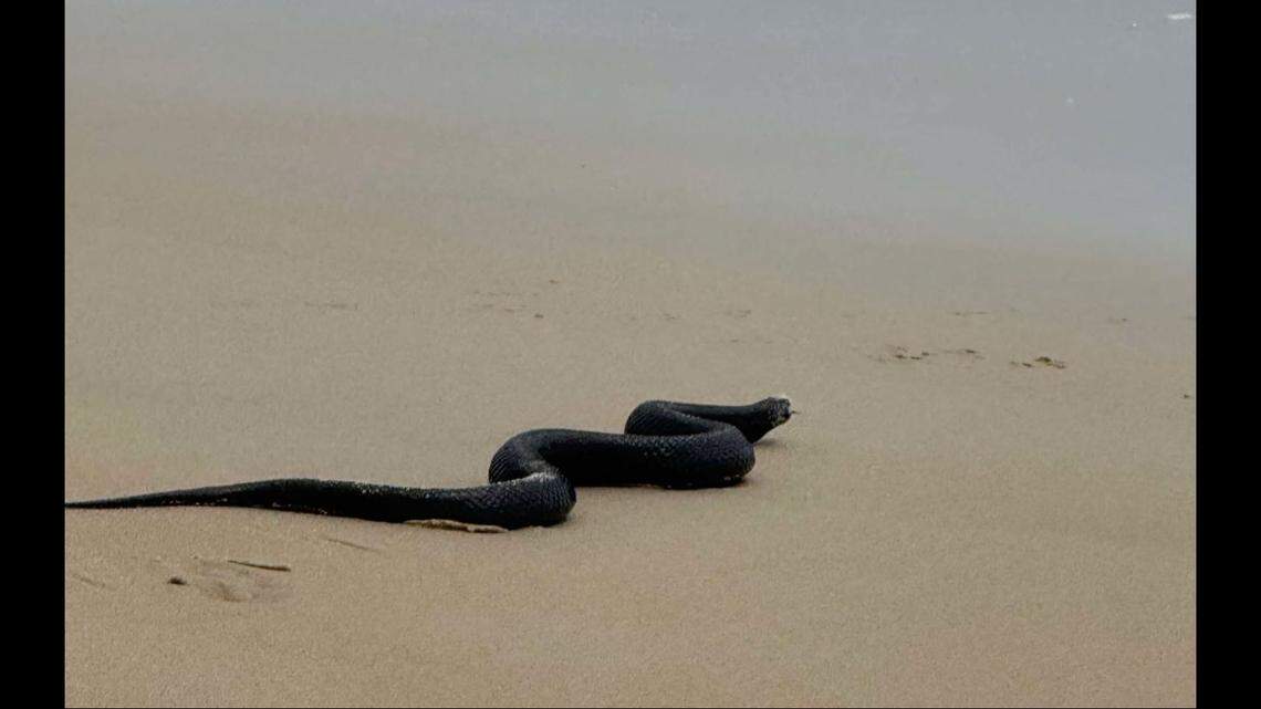 A snake at Ocean City Beach slithers through the sand.