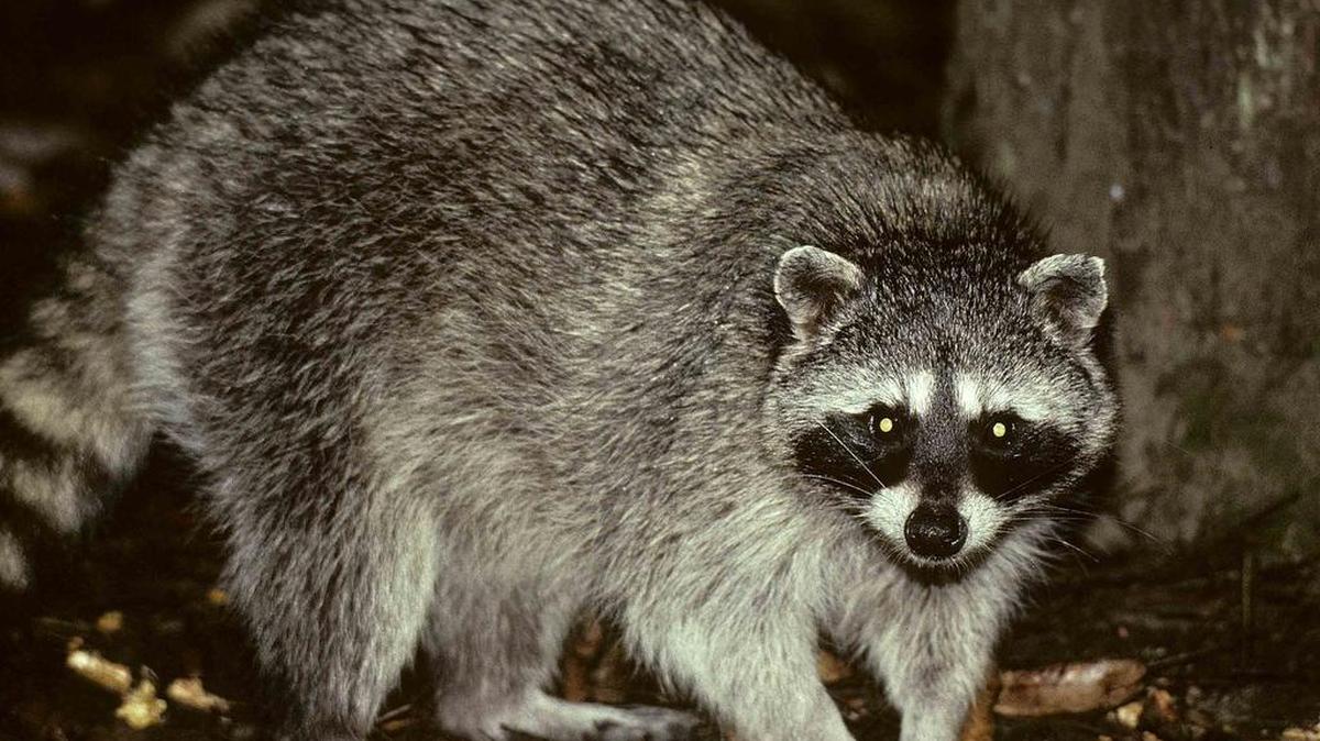 A raccoon forages for food in 2008. New Jersey authorities on Friday confirmed a case of rabies in a raccoon that attacked a 6-year-old boy while he was walking to school, scratching and biting him in the face until a bystander beat the animal to death.