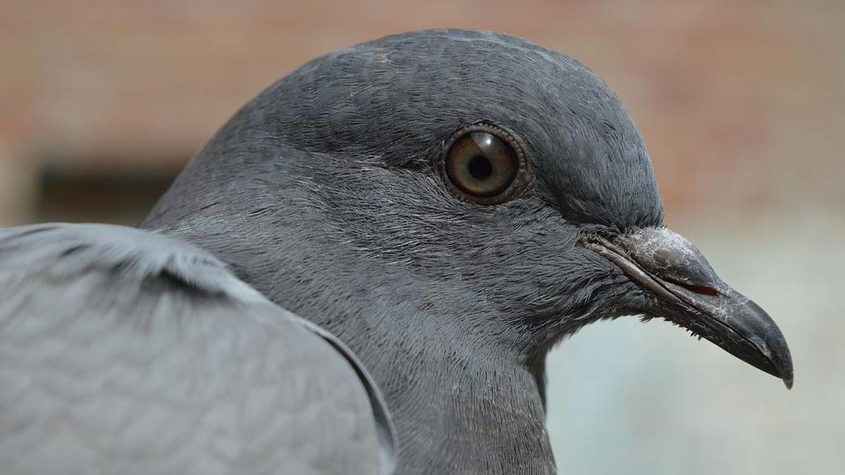 Animal rights groups are protesting a city plan to use birds of prey to cut down Paris's pigeon population after other efforts failed.