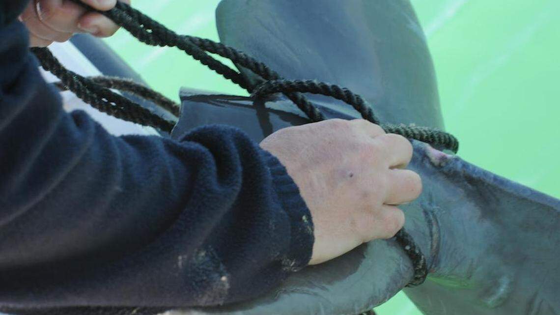 Sarasota Dolphin Research Program successfully disentangles a dolphin from a crab trap line Wednesday. Once the gear was removed, the dolphin slowly swam away.