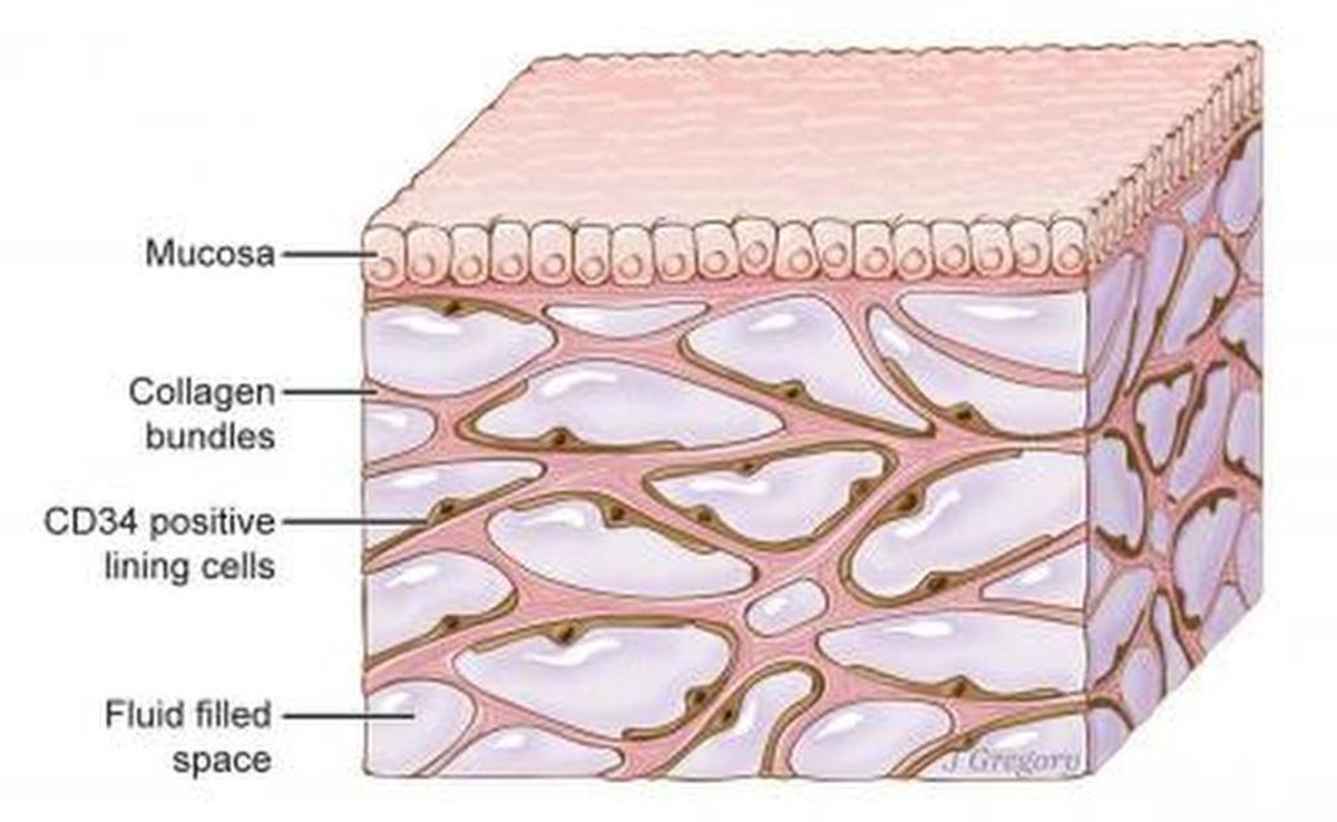 An illustration of the interstitium.