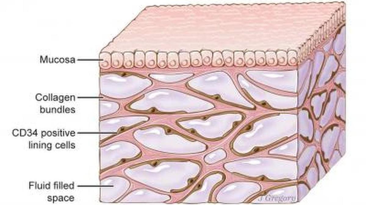 An illustration of the interstitium.