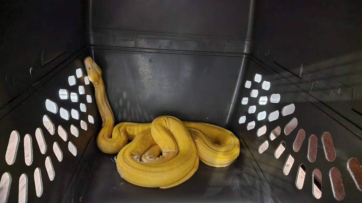 An albino python has been found six months after it was reported missing from an Oklahoma mobile home park.