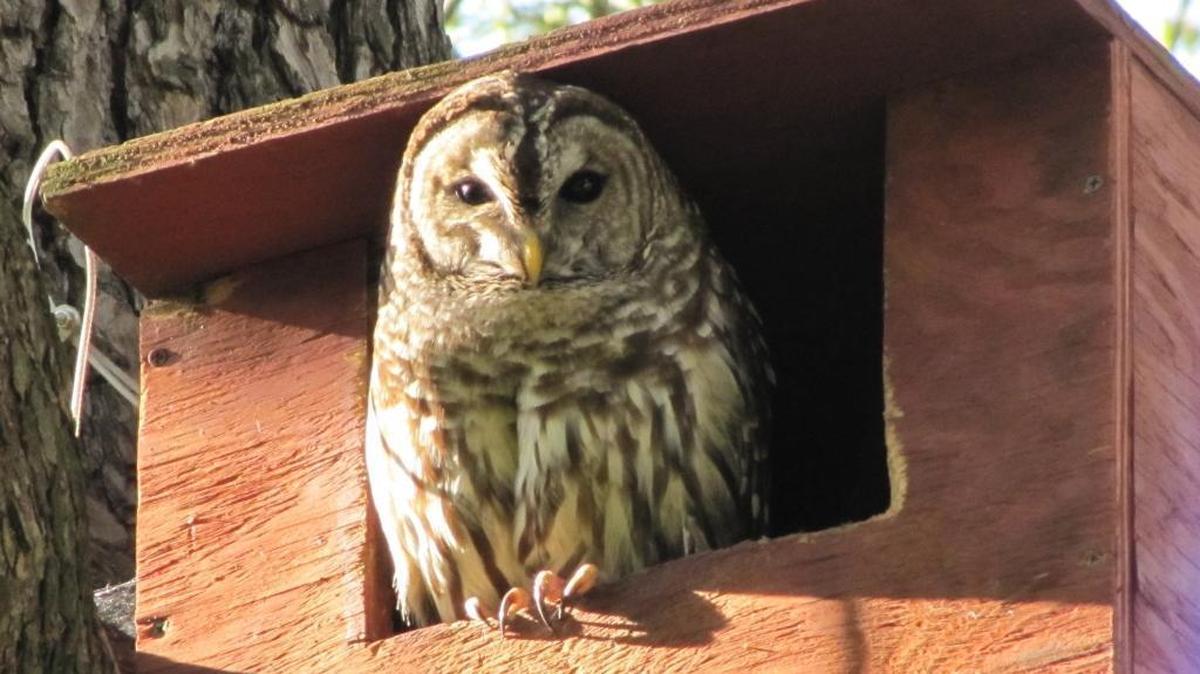 After Ned’s accident, Nellie moved on and found a new boyfriend. The couple now has two owlets.