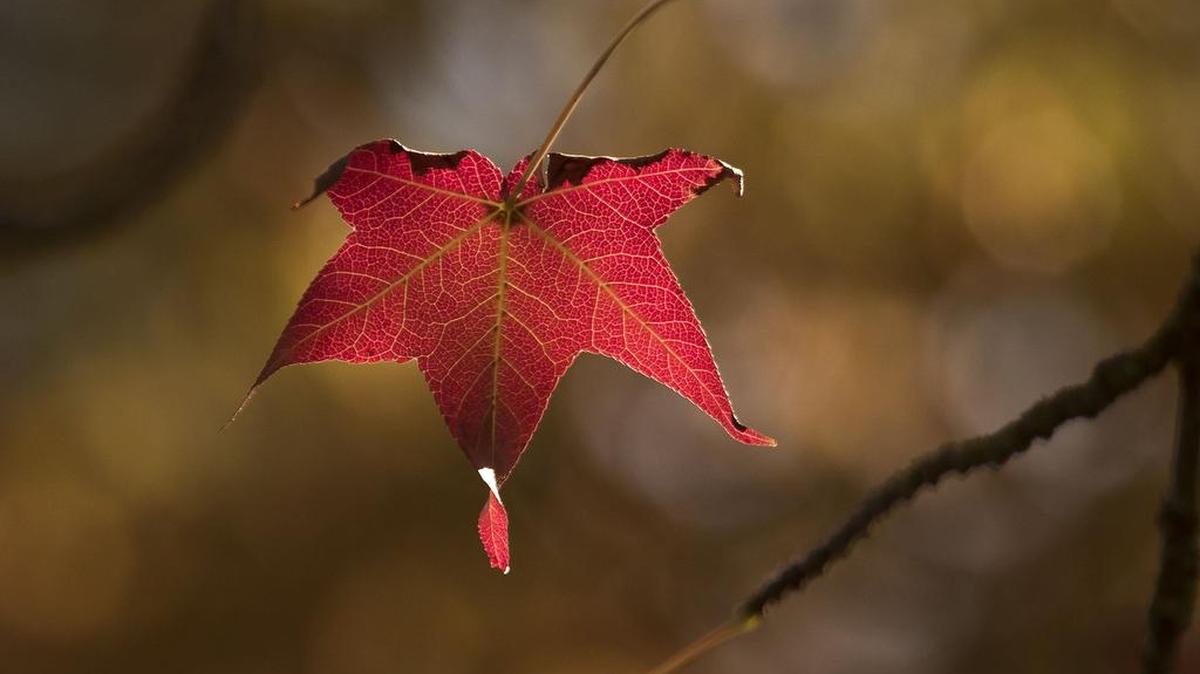 Scientists have combined solar panels, genetically modified bacteria and a synthetic catalyst to create a system that does exactly what a leaf does – turn sunshine into fuel – but much more efficiently. Except “it really looks nothing like a leaf,” scientists say.