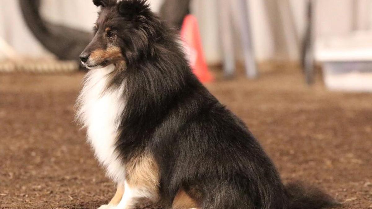 Star, a 6-year-old sheltie from Oregon, spent a night at the vet after getting into a supply of marijuana.