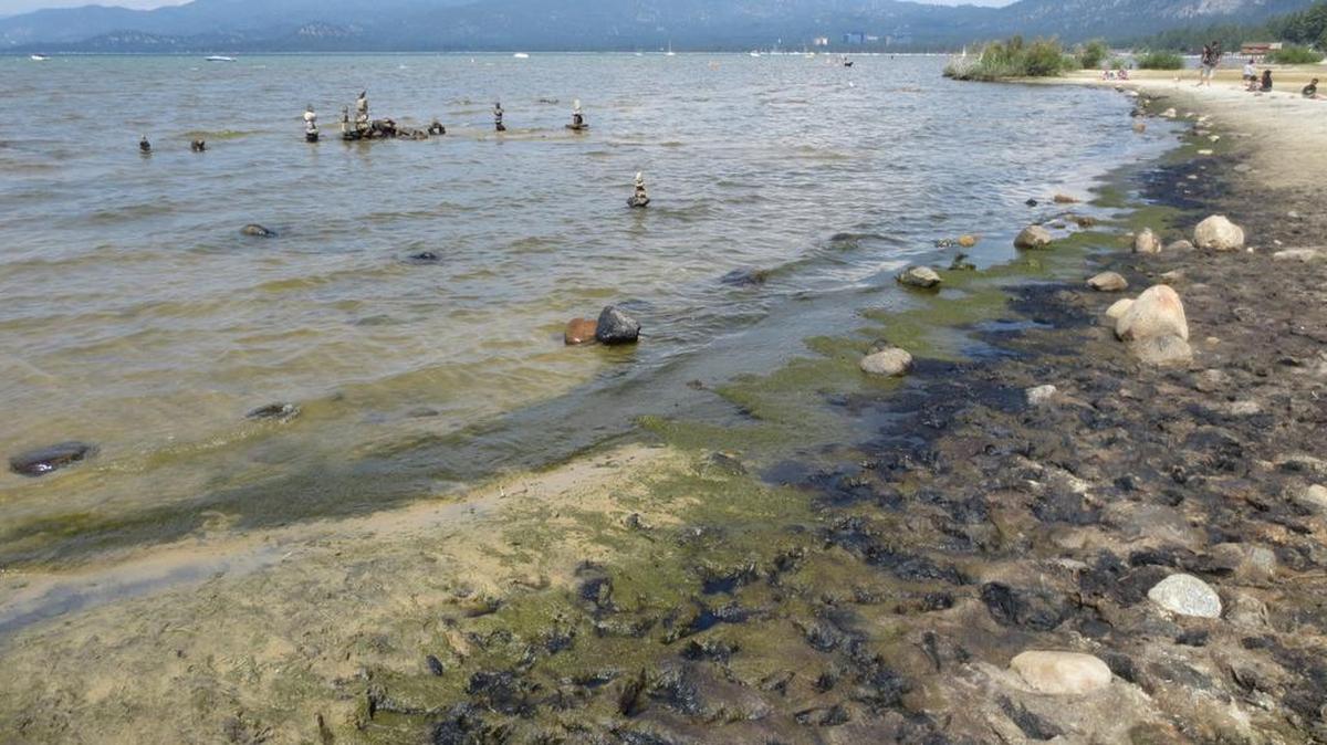 Algae growing along the south shore of Lake Tahoe is seen at Regan Beach in South Lake Tahoe, Calif., in 2014. The UC Davis Tahoe Environmental Research Center is seeking personal photographs of shore-side algae in past decades to supplement limited scientific data about historic algae growth in the mountain lake.