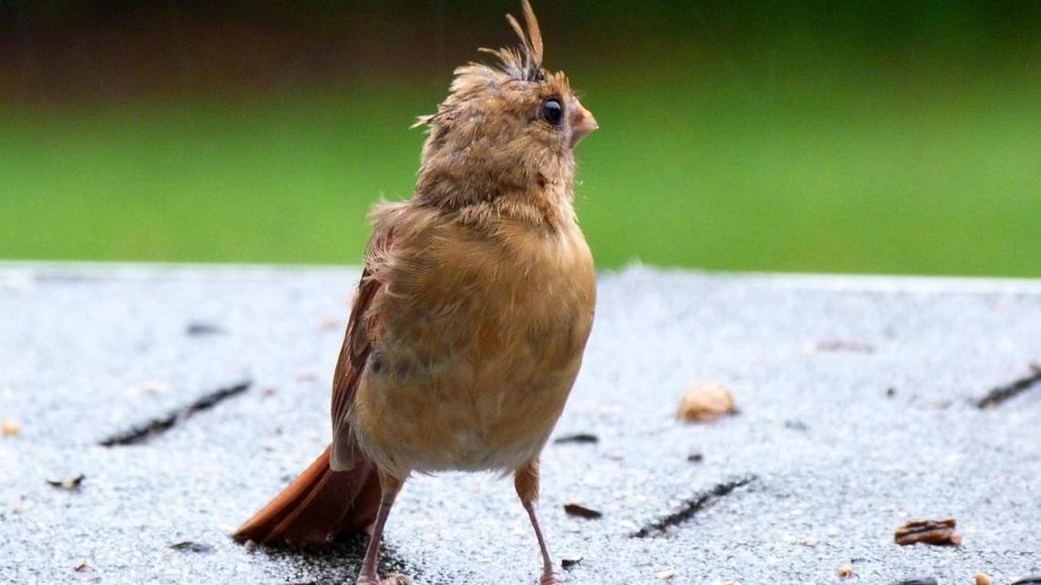 Birds aren’t always successful at sheltering from hurricanes.