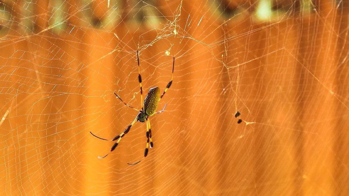 The golden silk orb weaver is a large, colorful spider that has moved into Congaree National Park as the Earth’s climate changes