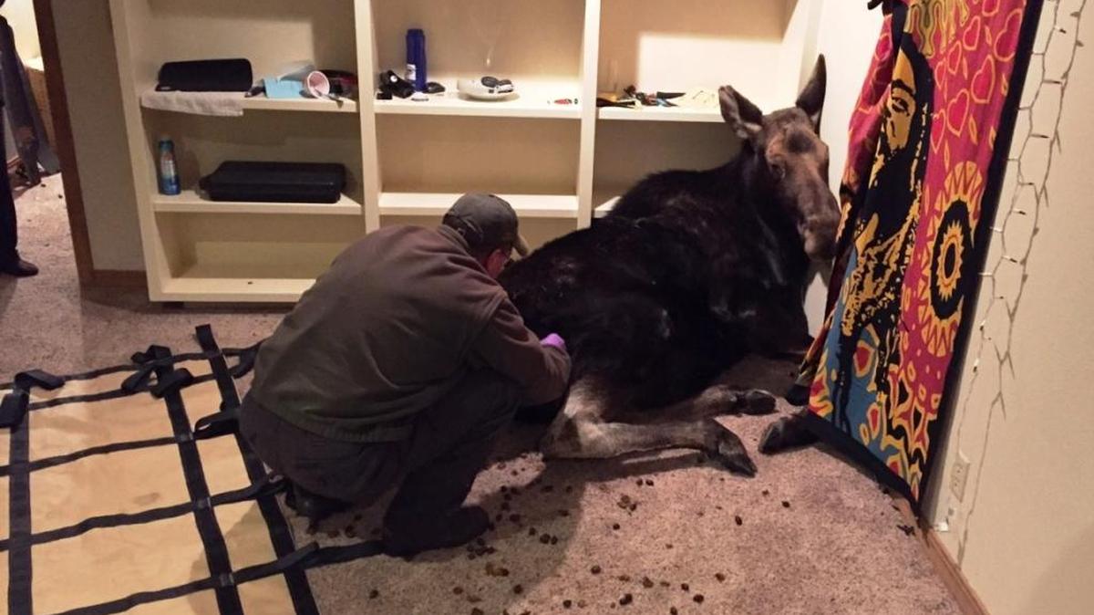 Idaho Fish and Game officers tranquilized a cow moose that fell through a window well and into a Hailey family’s home early Sunday morning.