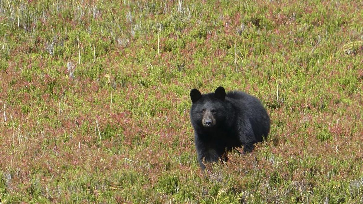 A black bear checks out his surroundings Oct. 4 in Granite Basin in Juneau, Alaska. Airport police in Anchorage, Alaska killed another black bear Sunday night after it entered a postal facility with employees inside at Ted Stevens Anchorage International Airport.