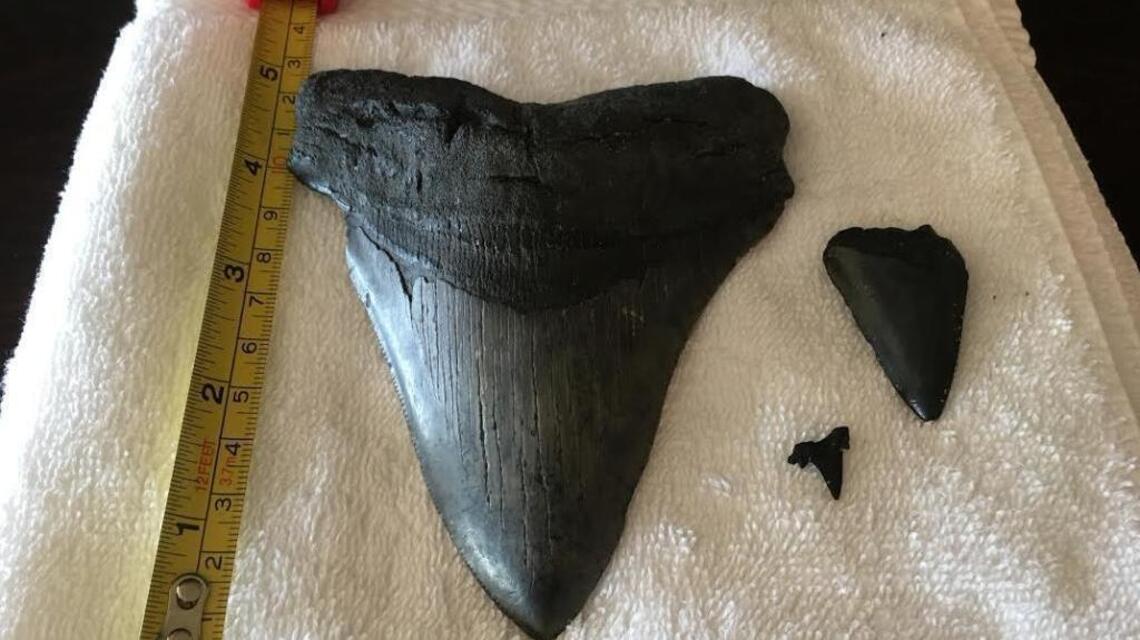 Massive million-year-old shark tooth washes ashore after Hurricane Matthew, expert says