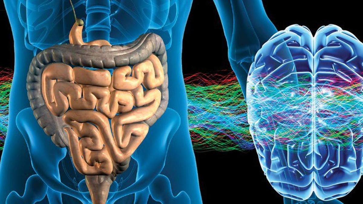 In a new book, “The Mind-Gut Connection,” Dr. Emeran Mayer explains how the hidden conversation within our bodies impacts our mood, choices, and overall health.