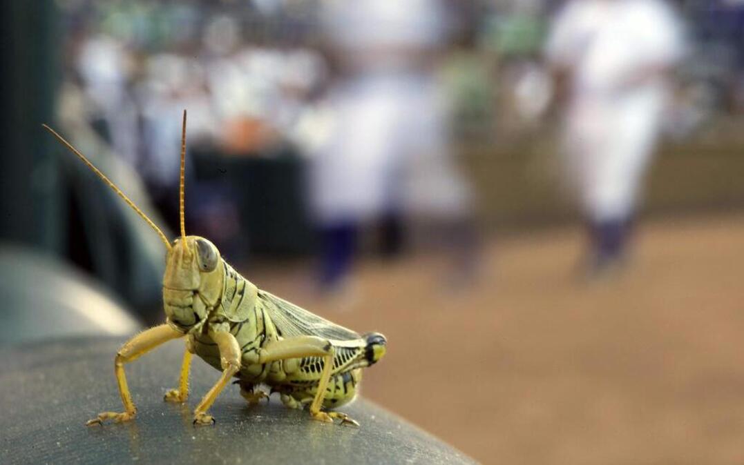 A grasshopper rests on a rail outside the Kansas City Royals dugout during the first inning of a baseball game against the Baltimore Orioles Tuesday, Aug. 2, 2011, in Kansas City, Mo. Soon his relatives will be eaten at another MLB stadium.