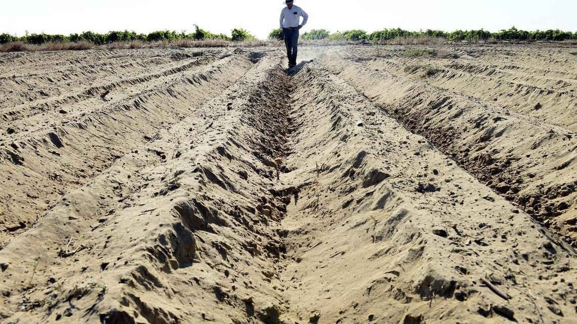 In a July 2015 photo, Will Scott Jr. farms about 40 acres of vegetables near Raisin City. The well on a rental property he has there was going dry so he was unable to rent it. He planted only 15 acres at a time due to lack of water.