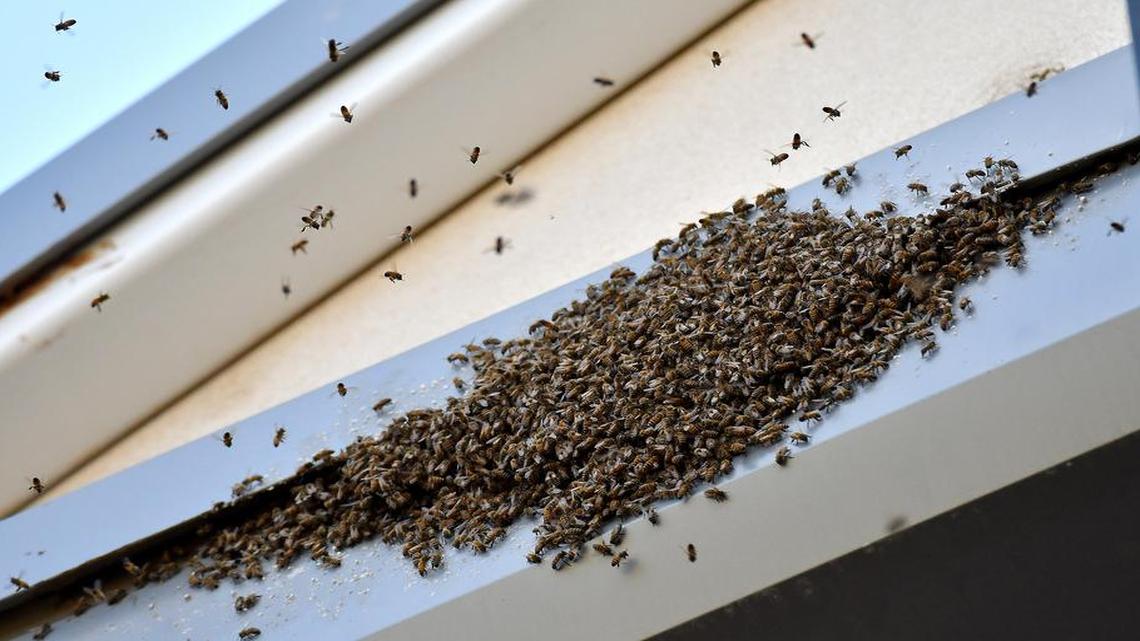 A swarm of bees gathers above the press box during during a spring training game between the Milwaukee Brewers and Kansas City Royals in Surprise, Ariz., on Saturday, March 25, 2017. Less than a week after a swarm of bees injured three people and killed a dog in the San Joaquin Valley city of Ceres, California, a similar incident occurred on Friday, April 7, 2017, in Las Vegas.
