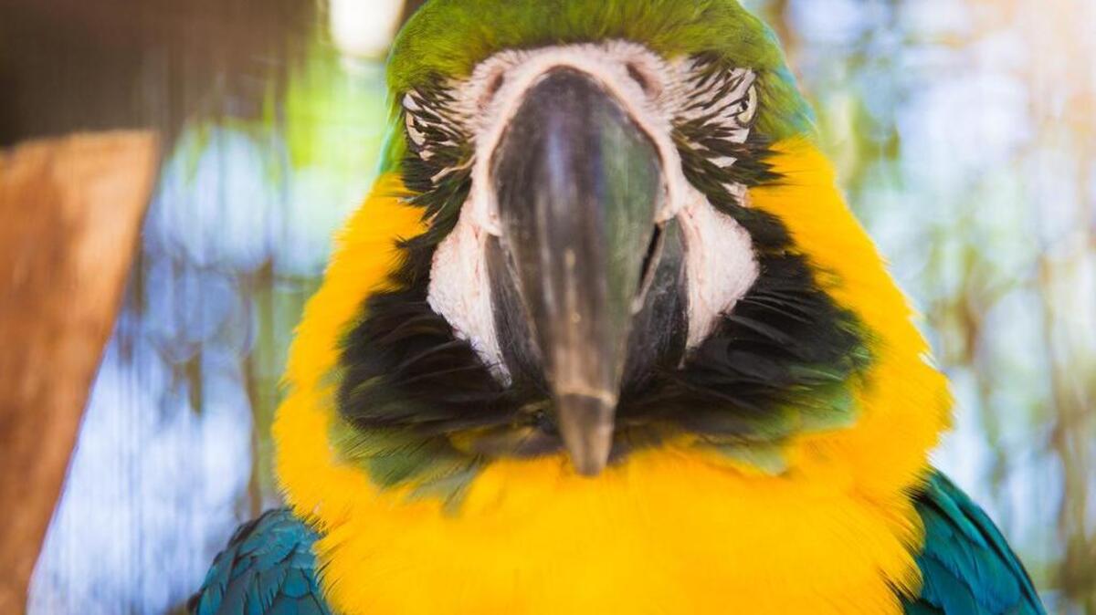 Darwin is one of The Perch's rescue birds from AZ Exotic Bird Rescue. He's a Blue and Gold Macaw.
Credit: Photo courtesy The Perch