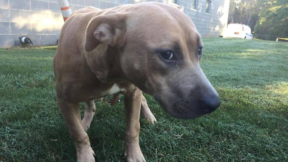 This is Honey, the Charlotte dog saved this week from a septic tank.