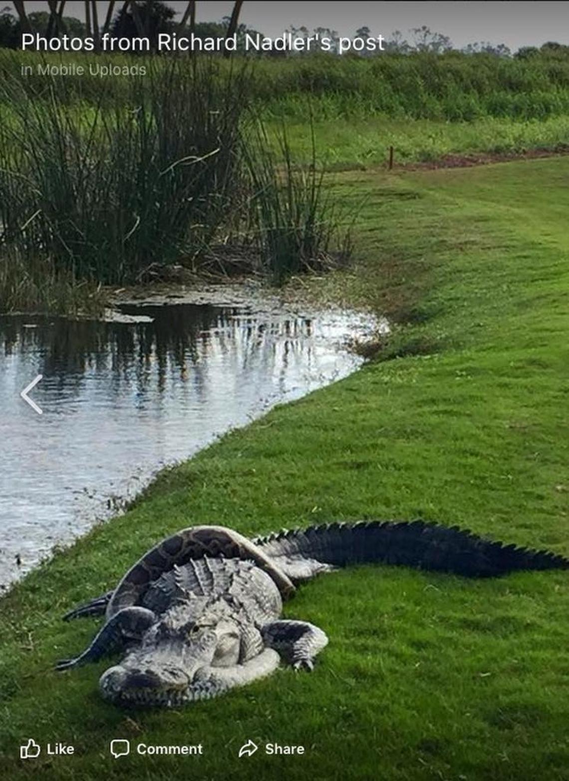 Richard Nadler captured this photograph of an alligator and a python entwined on a Florida golf course.