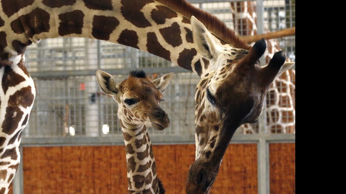 
A calf and its mother stand in the maternity stall at the zoo in Dallas on April 14. The baby giraffe whose birth at the Dallas Zoo was viewed live on the Internet worldwide has died in an accident at the zoo Tuesday.
