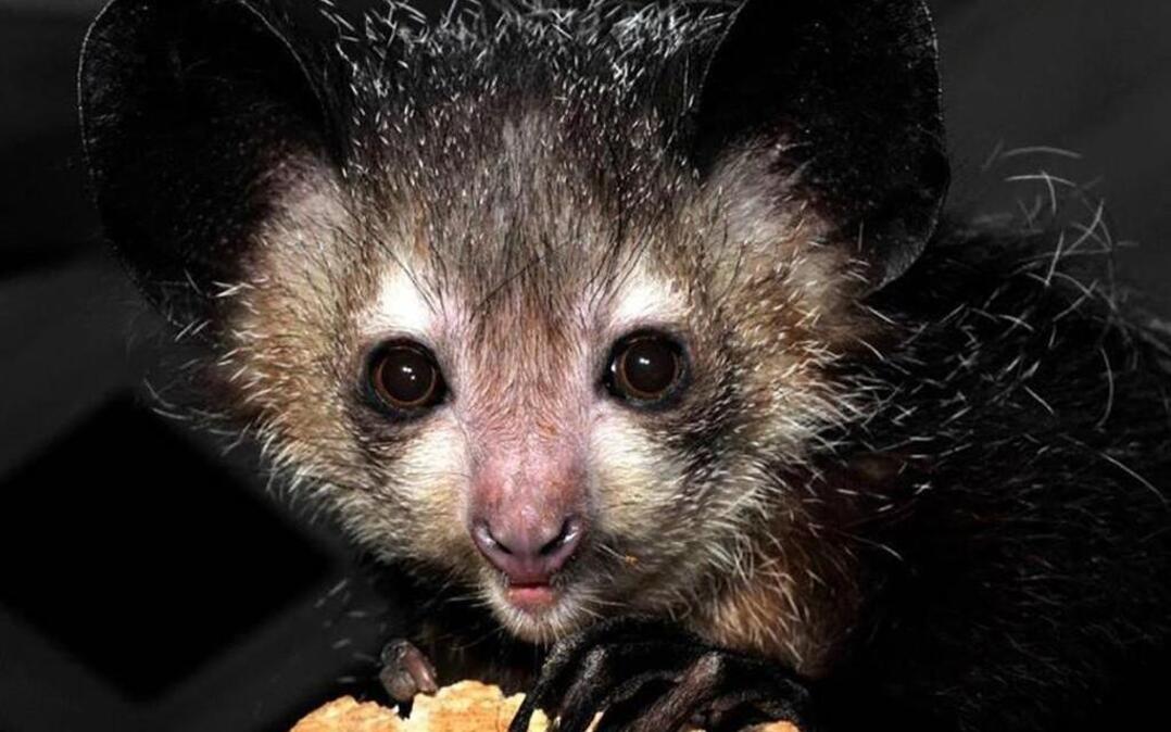 Norman Bates, one of the aye-ayes who died at the Duke Lemur Center in October.