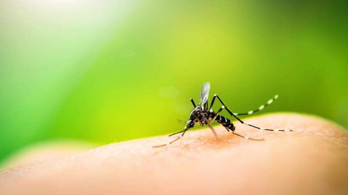 Concerns over the Zika virus have spurred greater interest in ways to combat mosquitoes.
