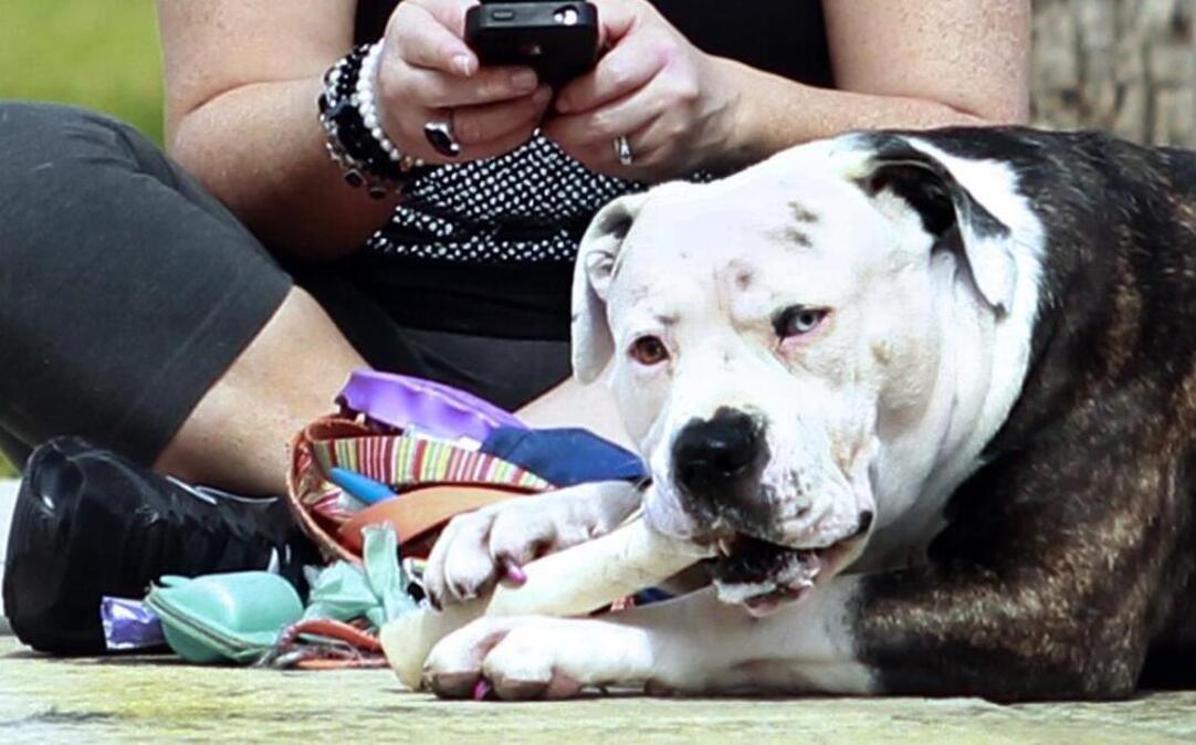 United Pet Group recalled rawhide dog chews sold under the American Beefhide, Digest-eeze, Healthy Hide, Healthy Hide Good-n-Fit and Healthy Hide Good-n-Fun brands because they include an equipment cleaning chemical.