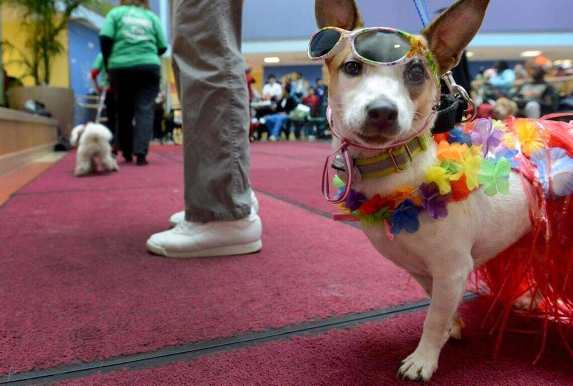 Therapy animals are everywhere, but they may not help people in need after all