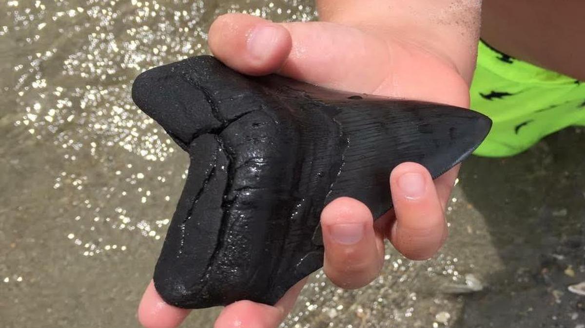 The megalodon tooth 7-year-old Foster Frazier found back in June. The tooth is estimated to be over 5 inches long.