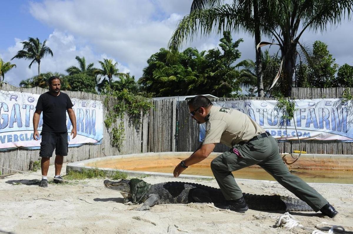 Officer Freddy Romero, right, gets into some gator action with farm manager Jeremy Possman on May 25, 2016.