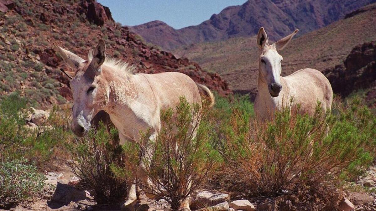 Two wild burros wander through the canyon in Arizona’s Hualapai Reservation.