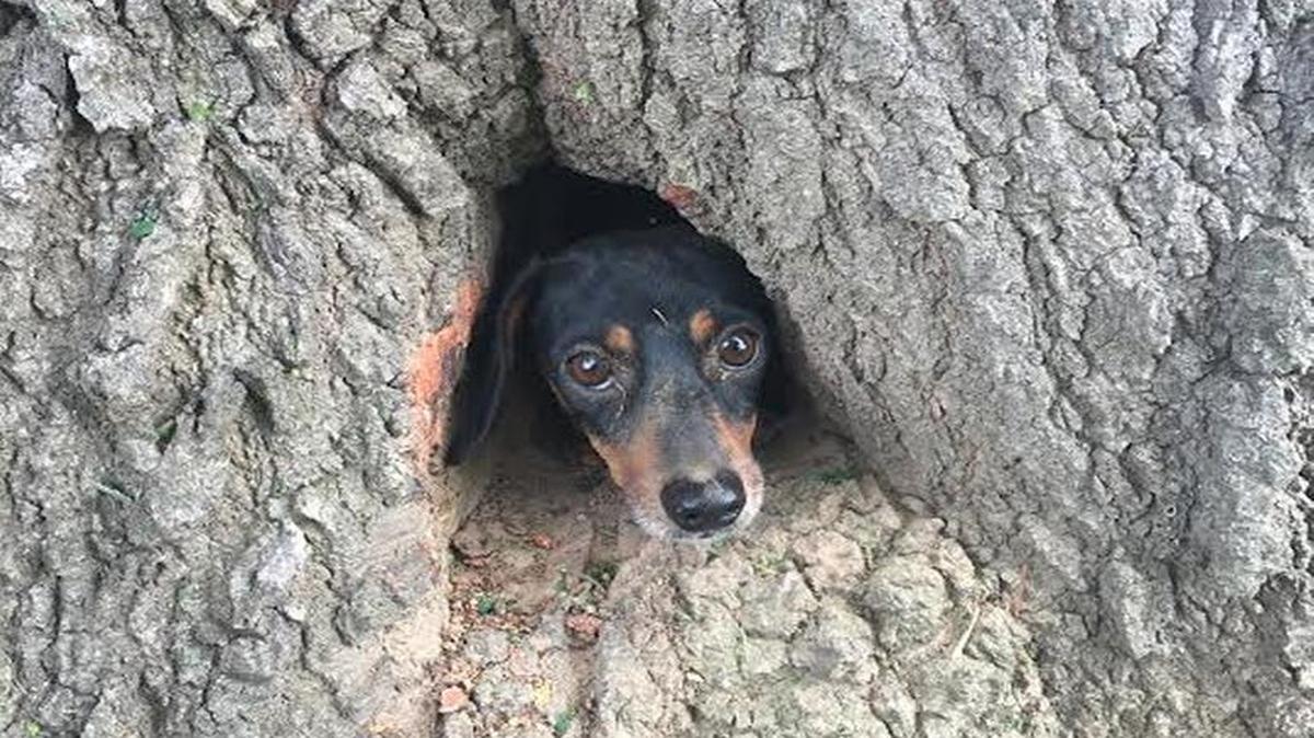 Rocco went down a groundhog hole and became stuck inside a tree. He was found by some off-duty state troopers.