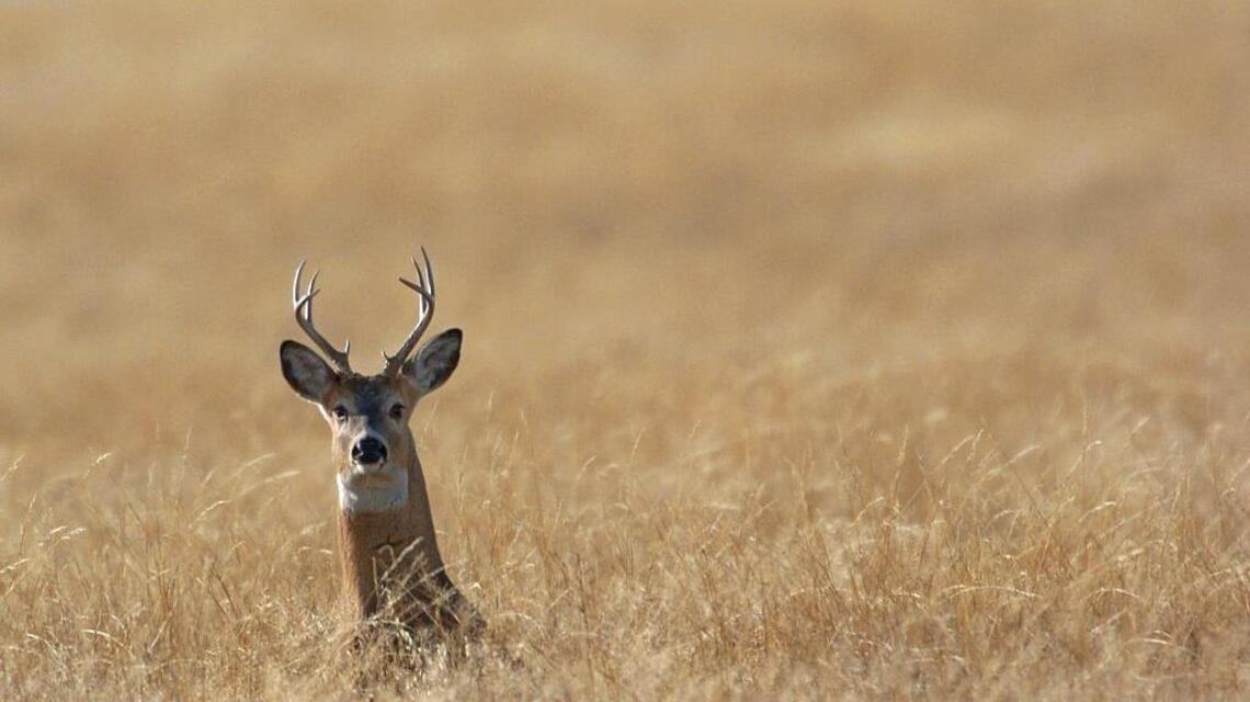 Facebook photo of nun's deer kill draws backlash